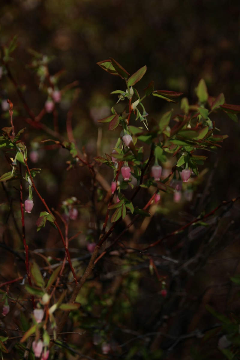 Wall Poster - Blossom Orchard in Alaska