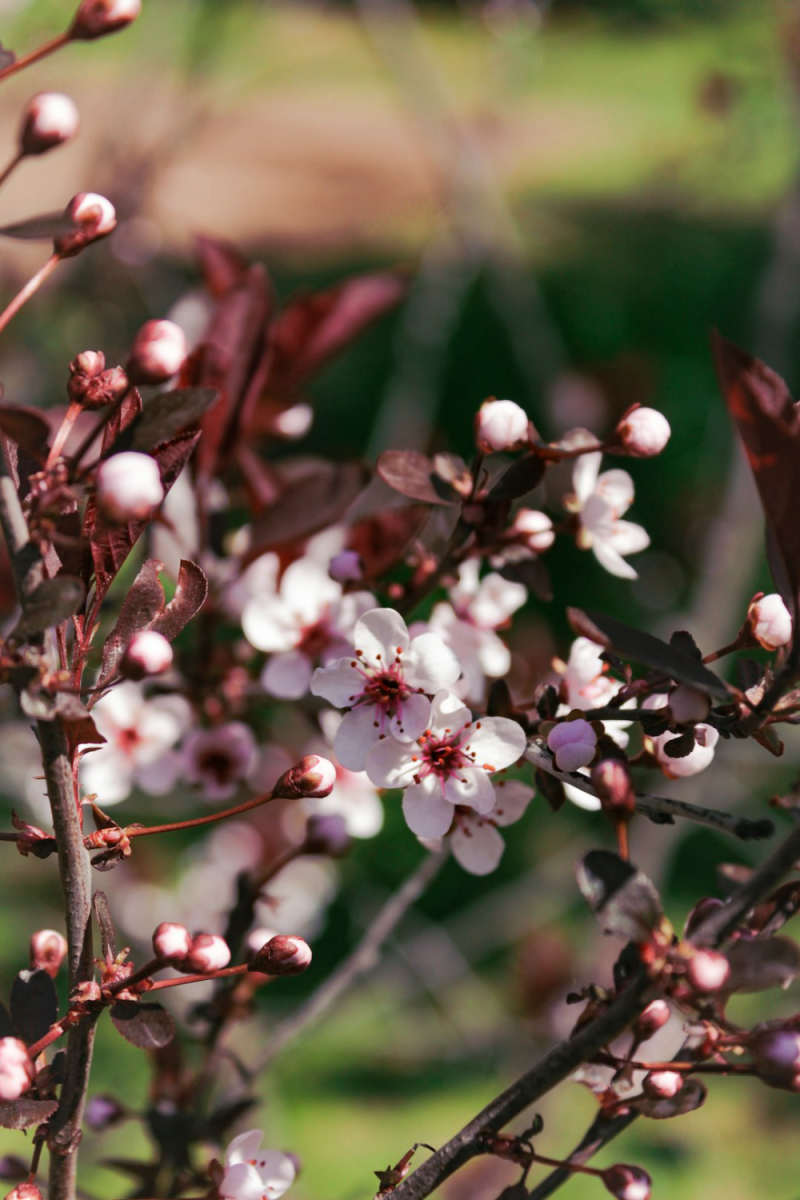 Wall Poster - Blossom Orchard in Burgundy