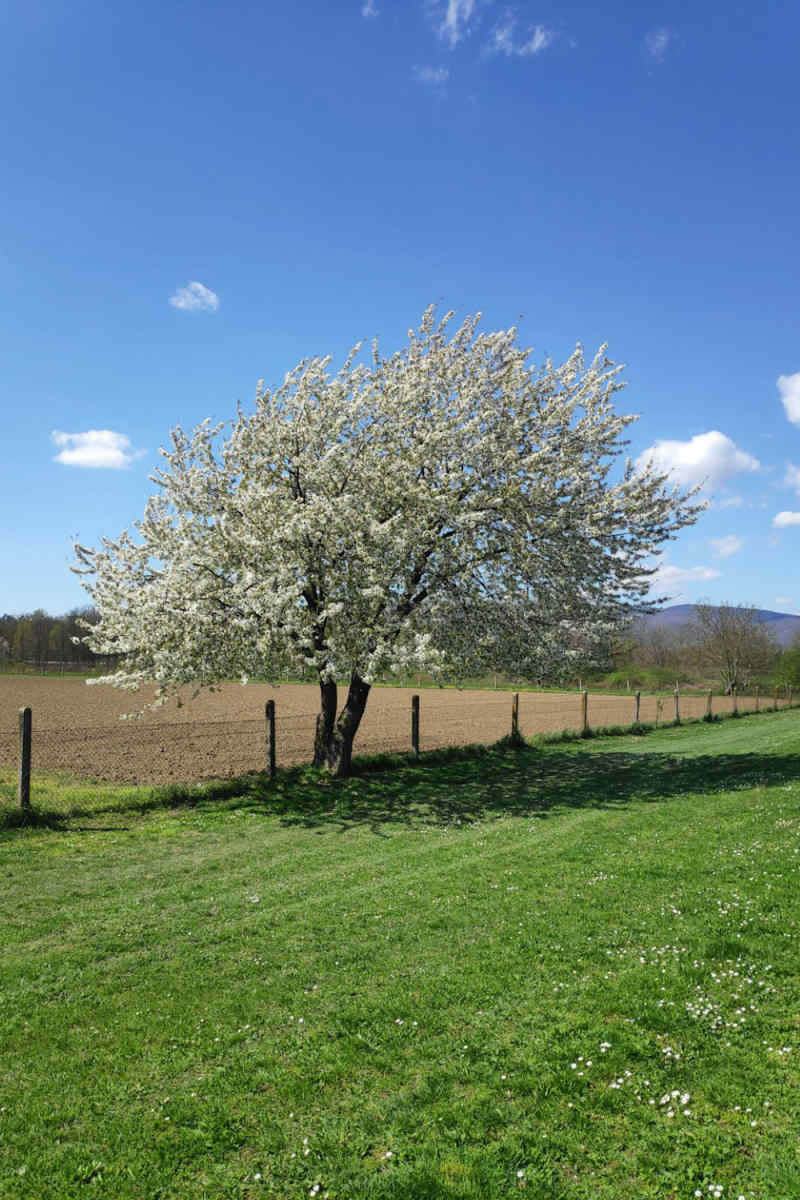 Wall Poster - Blossom Orchard in Croatia