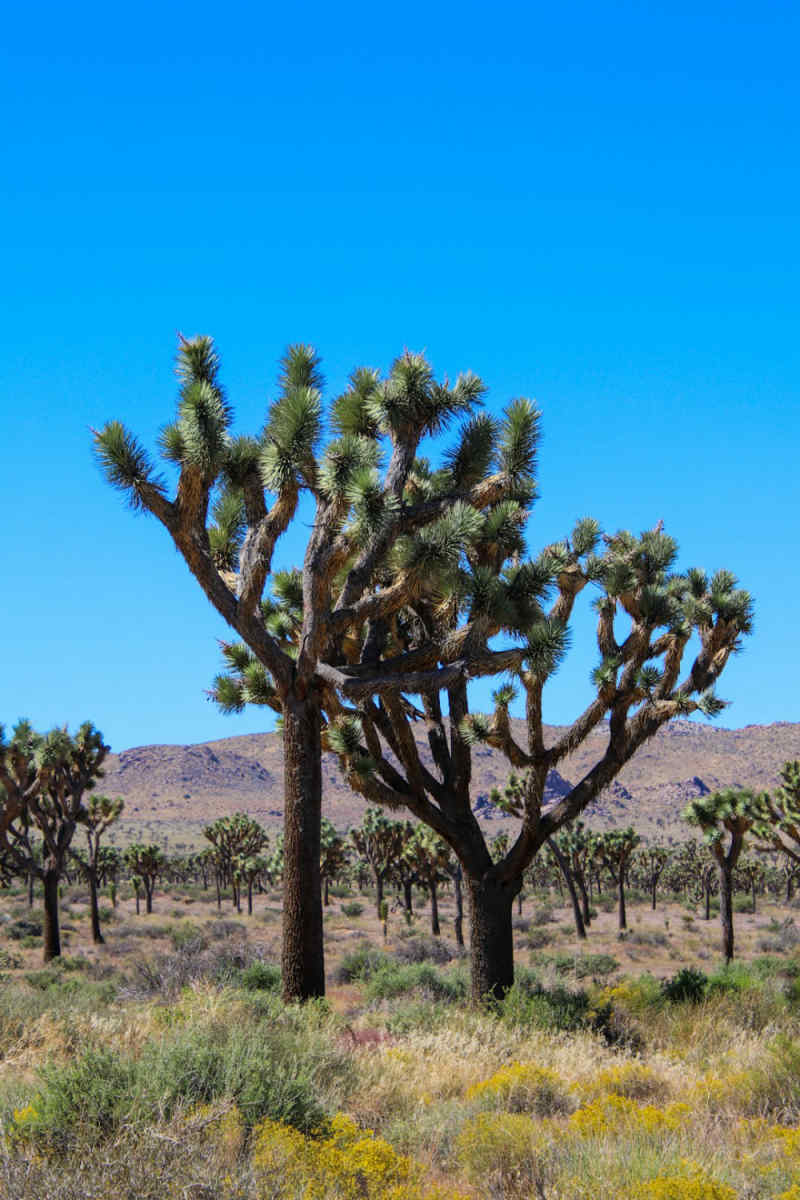 Wall Poster - Blossom Orchard in Joshua Tree