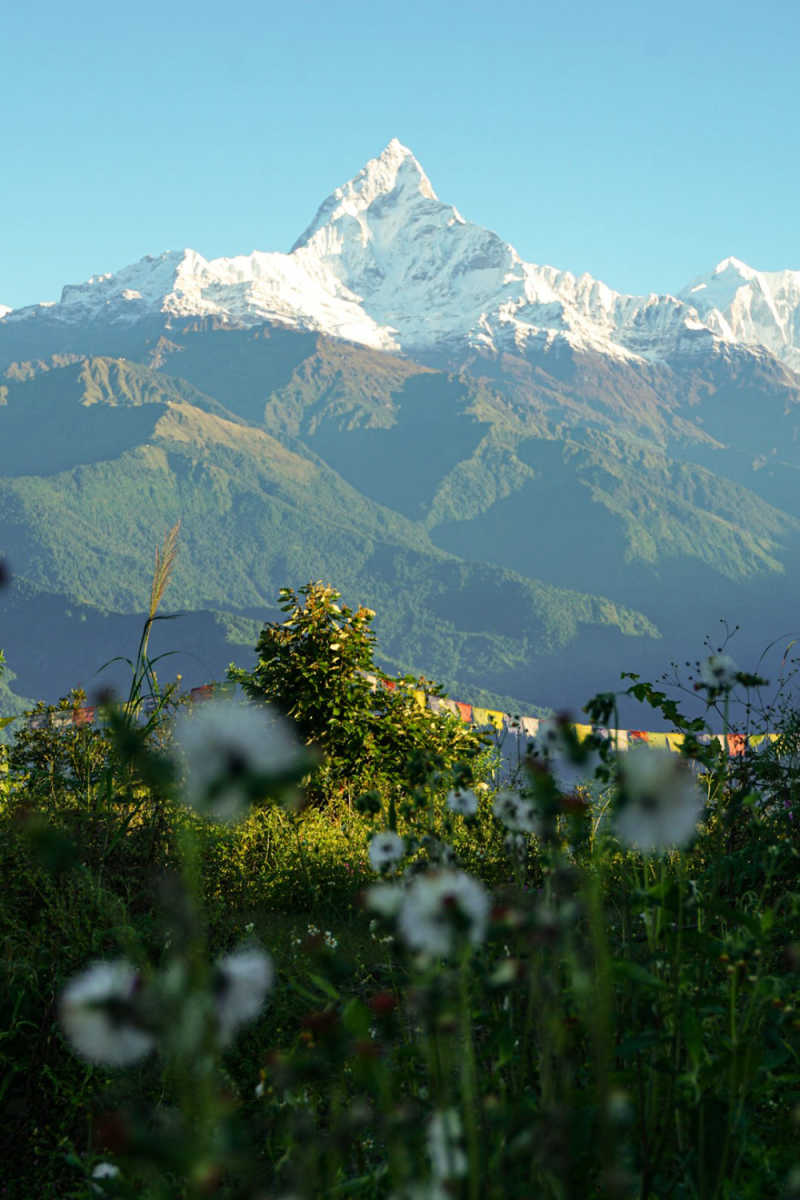 Wall Poster - Blossom Orchard in Nepal
