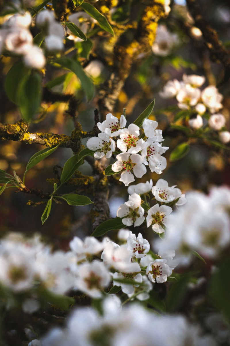 Wall Poster - Blossom Orchard in Sweden