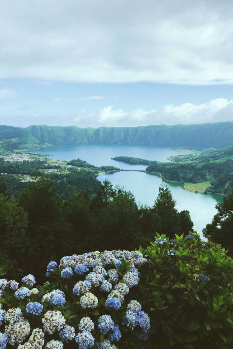 Wall Poster - Blossom Orchard in the Azores