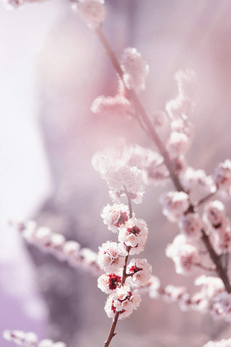Wall Poster - Blossom Orchard in the Himalayas