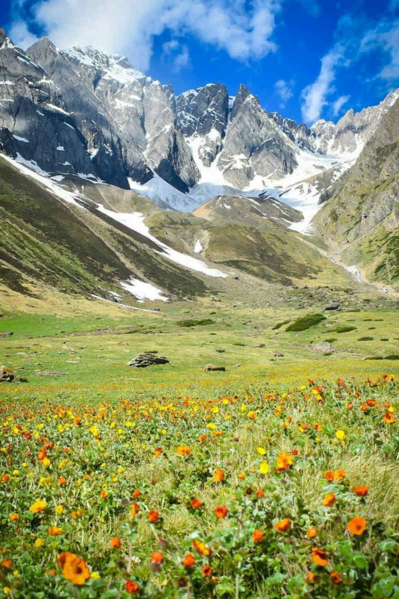 Wall Poster - Blossom Orchard in the Swiss Alps