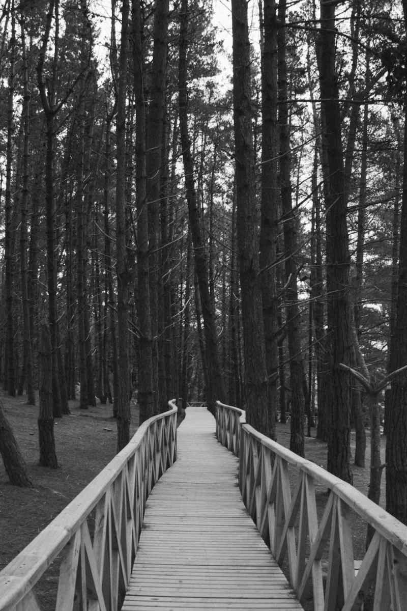Wall Poster - Boardwalk in the Black Forest