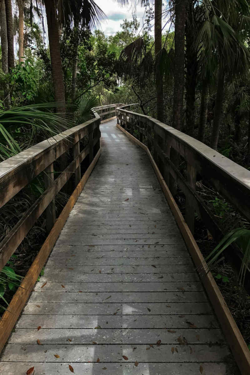 Wall Poster - Boardwalk in the Everglades