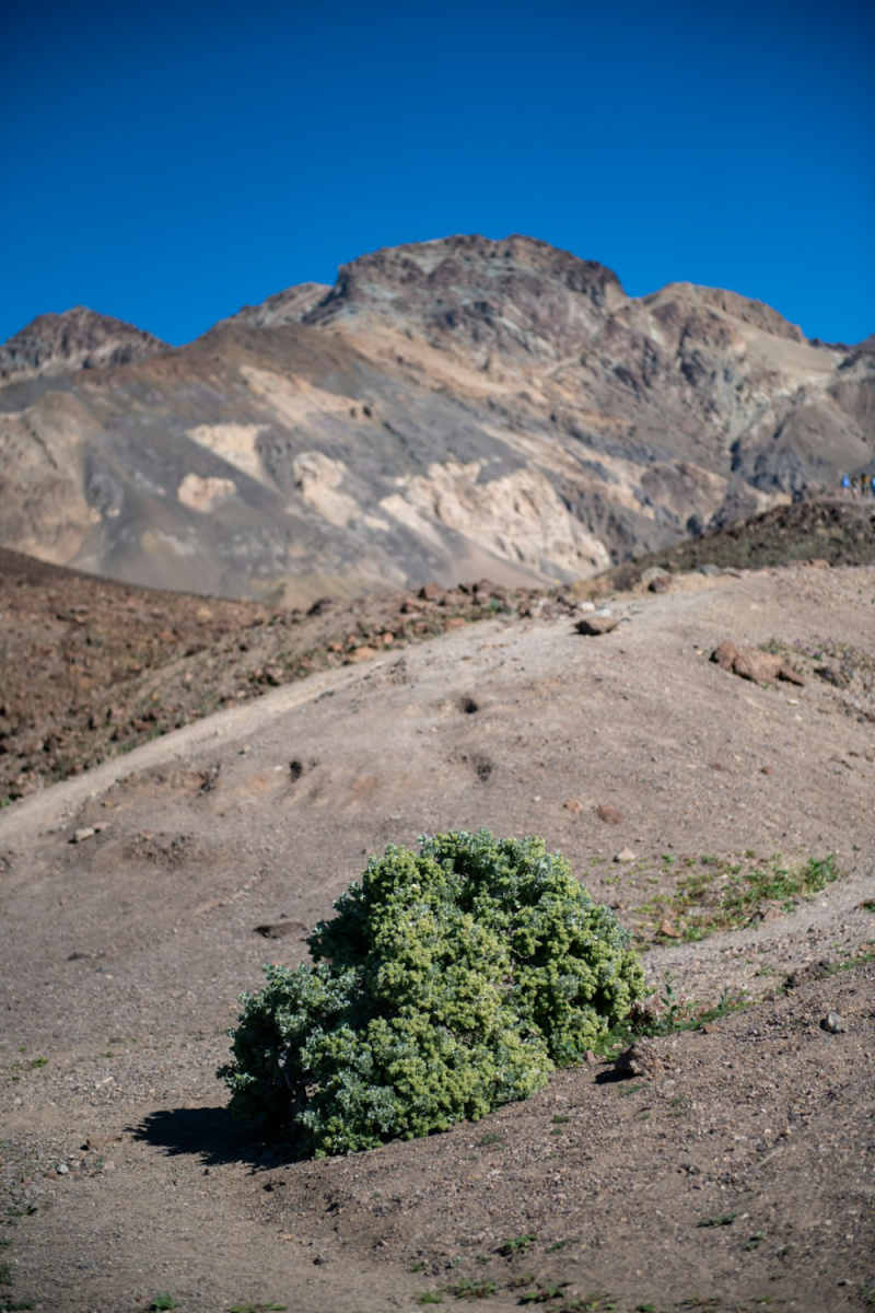 Wall Poster - Bonsai Garden in Death Valley