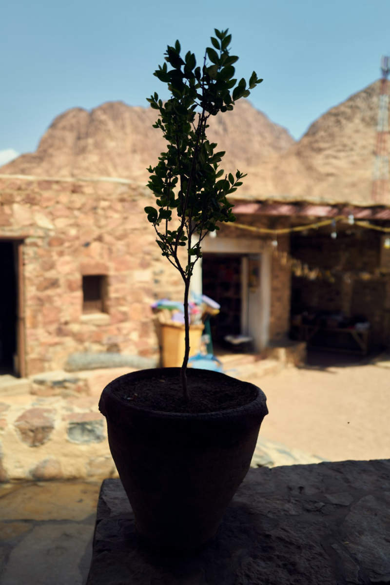 Wall Poster - Bonsai Garden in Egypt