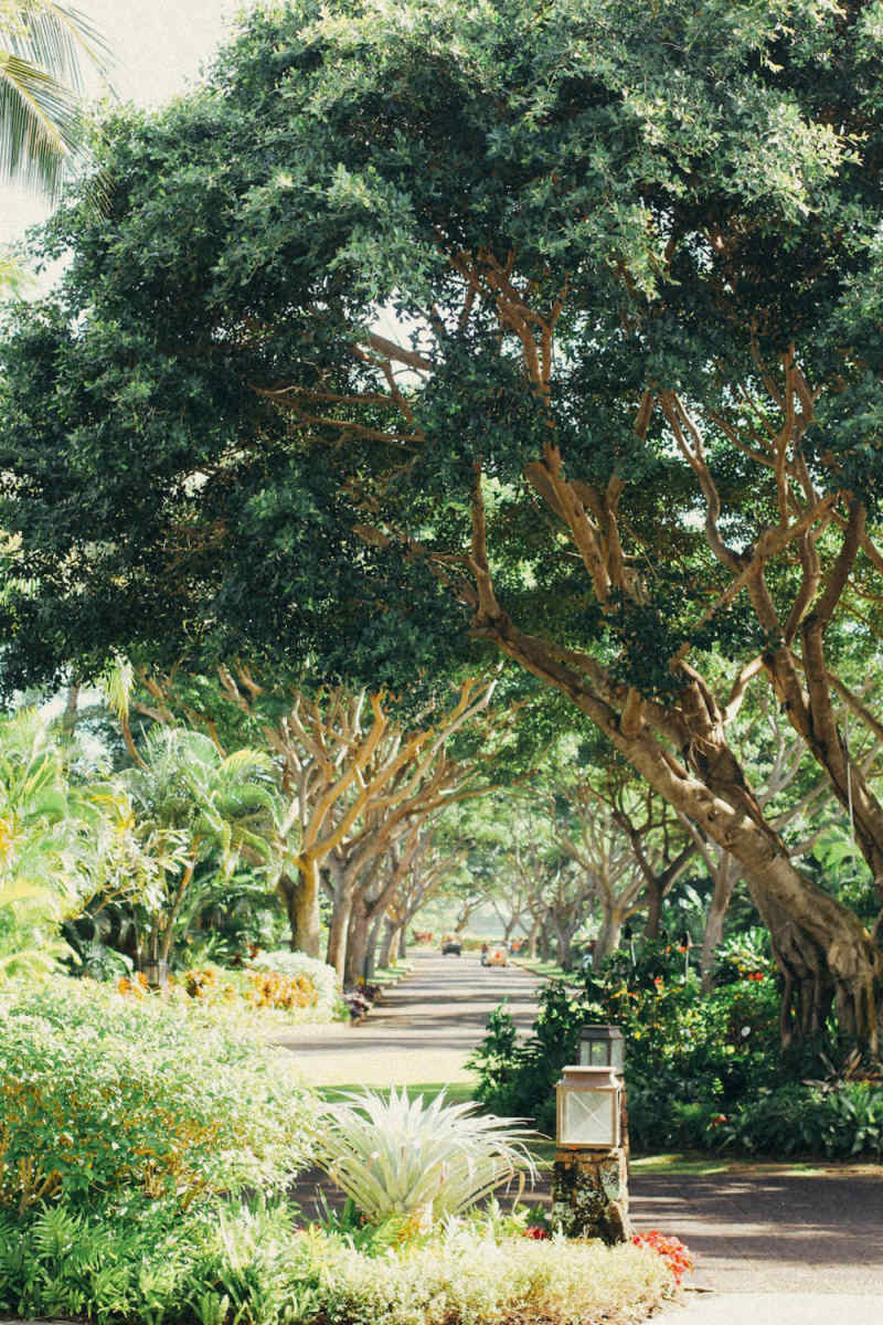Wall Poster - Bonsai Garden in Hawaii