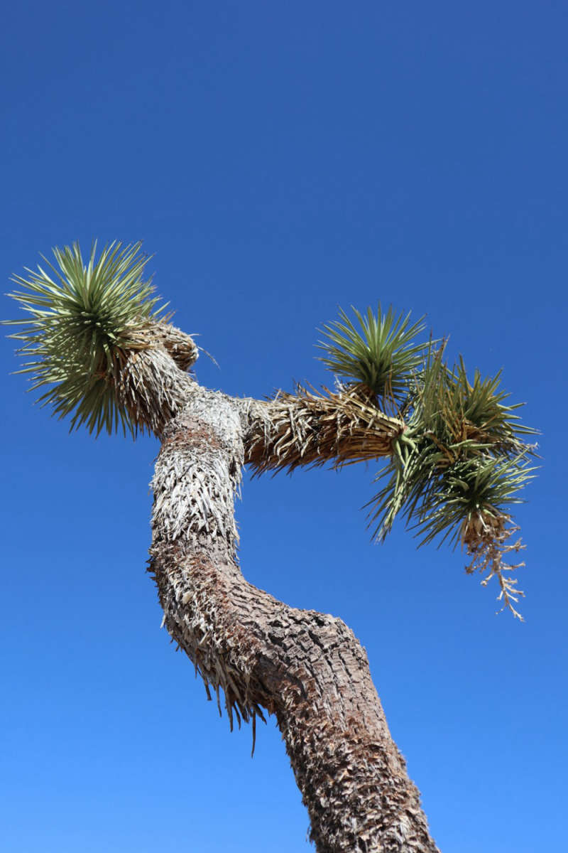 Wall Poster - Bonsai Garden in Joshua Tree