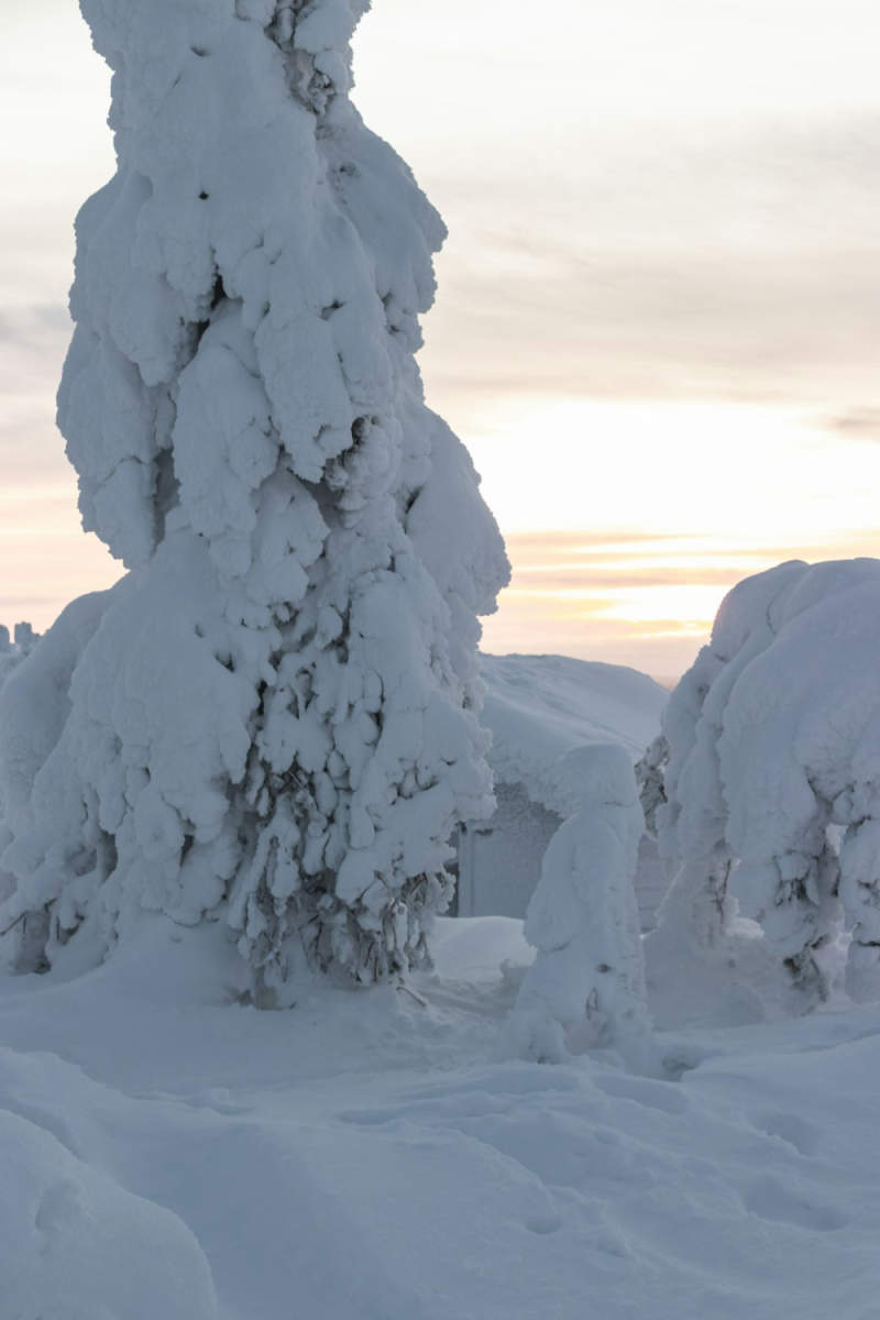 Wall Poster - Bonsai Garden in Lapland