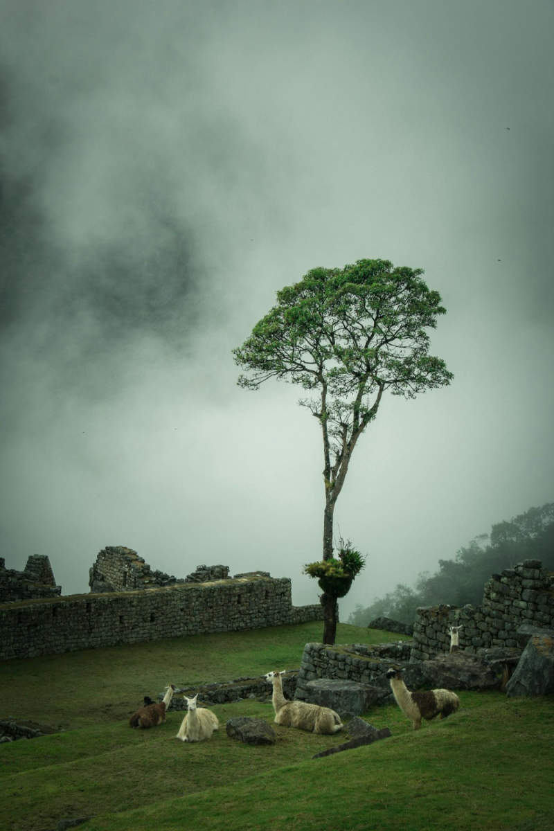 Wall Poster - Bonsai Garden in Machu Picchu