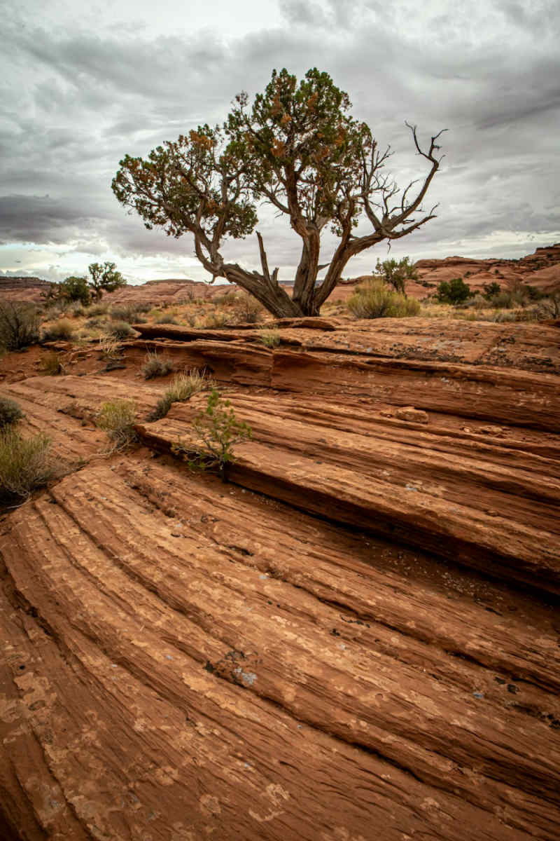 Wall Poster - Bonsai Garden in Monument Valley