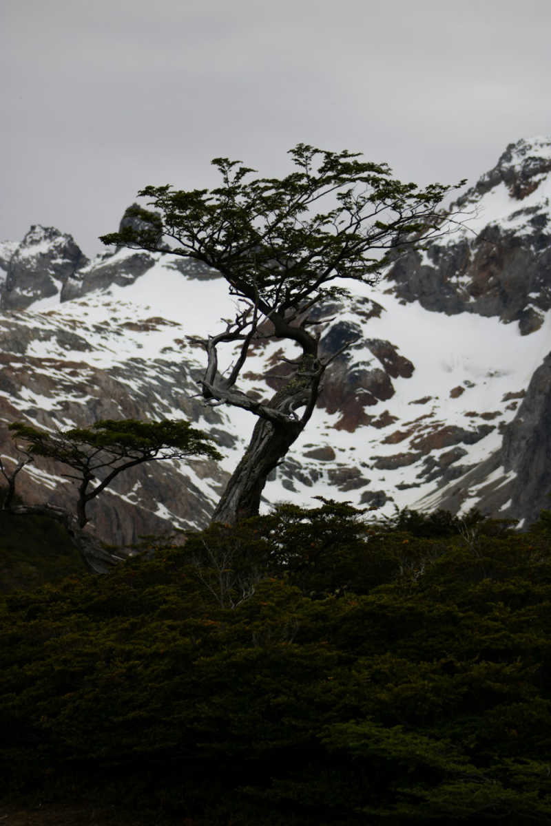 Wall Poster - Bonsai Garden in Patagonia