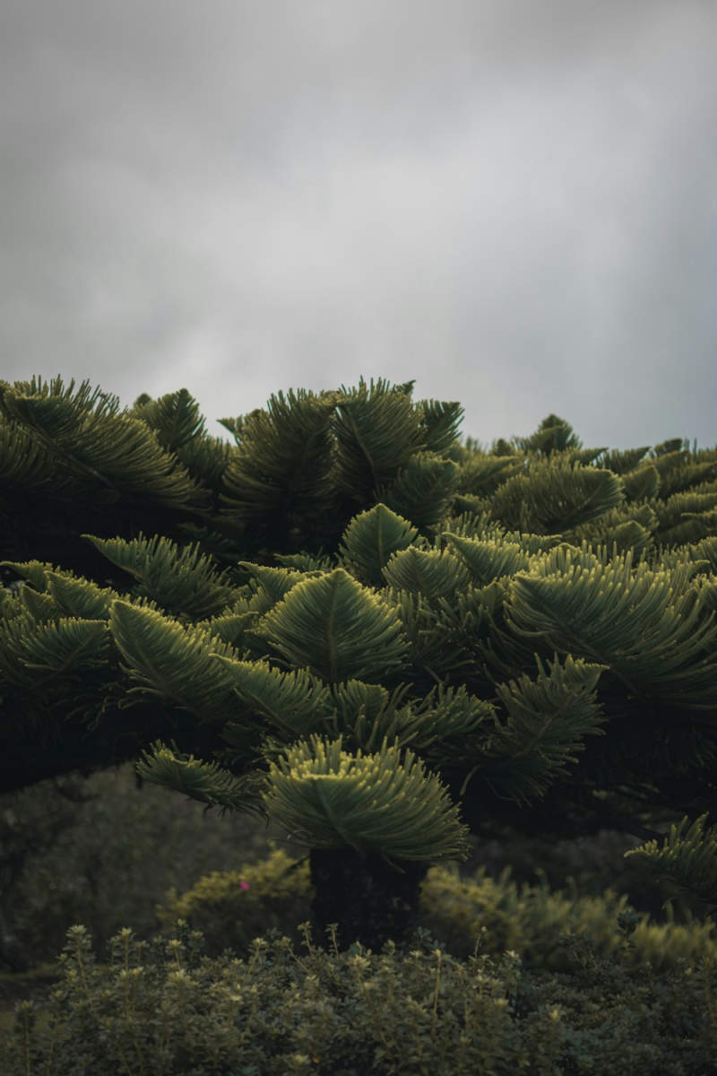Wall Poster - Bonsai Garden in the Azores