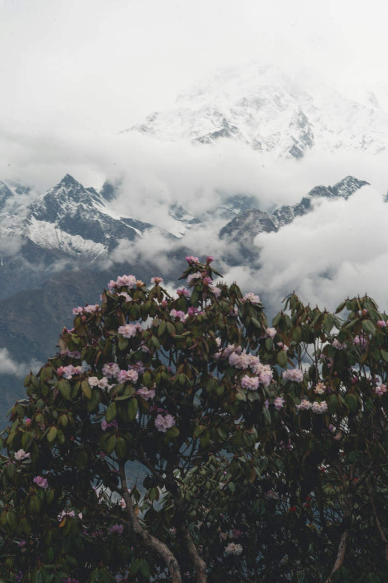 Wall Poster - Bonsai Garden in the Himalayas