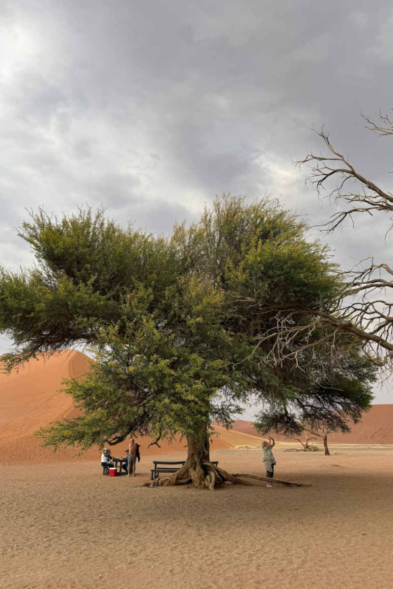 Wall Poster - Bonsai Garden in the Namib Desert