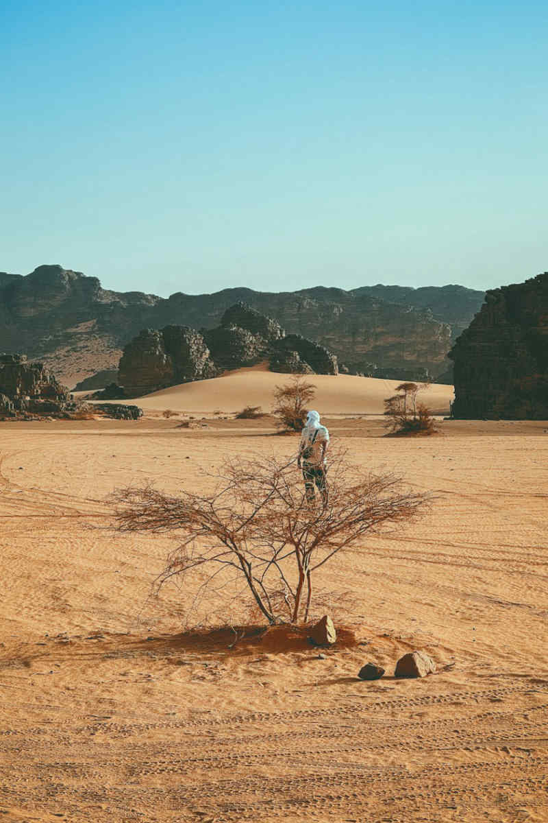 Wall Poster - Bonsai Garden in the Sahara