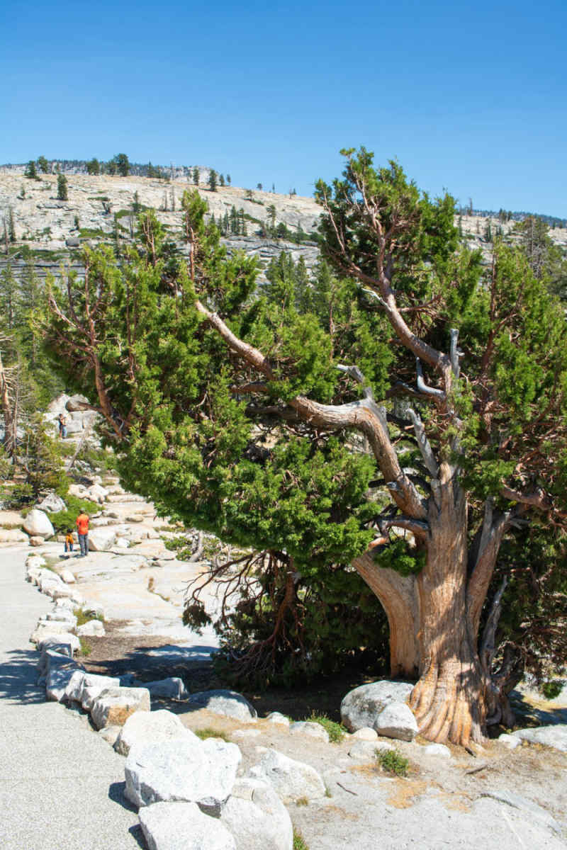 Wall Poster - Bonsai Garden in Yosemite