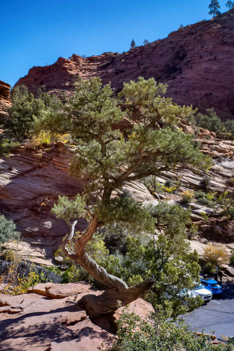 Wall Poster - Bonsai Garden in Zion National Park
