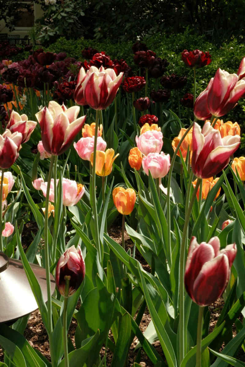 Wall Poster - Botanical Garden in Burgundy
