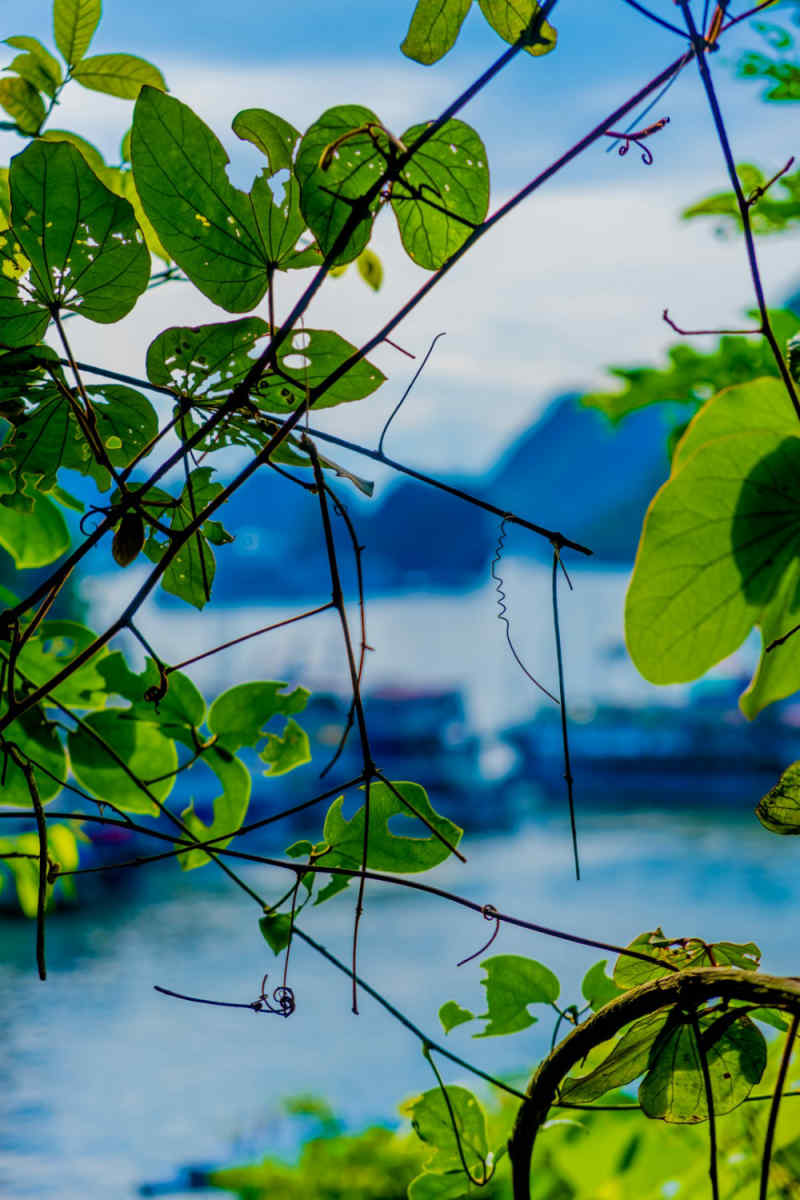 Wall Poster - Botanical Garden in Halong Bay
