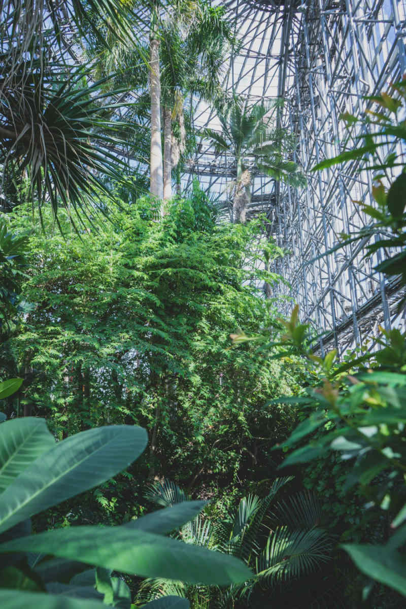 Wall Poster - Botanical Garden in Japan