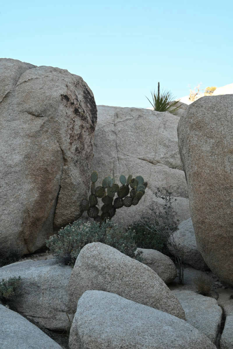 Wall Poster - Botanical Garden in Joshua Tree
