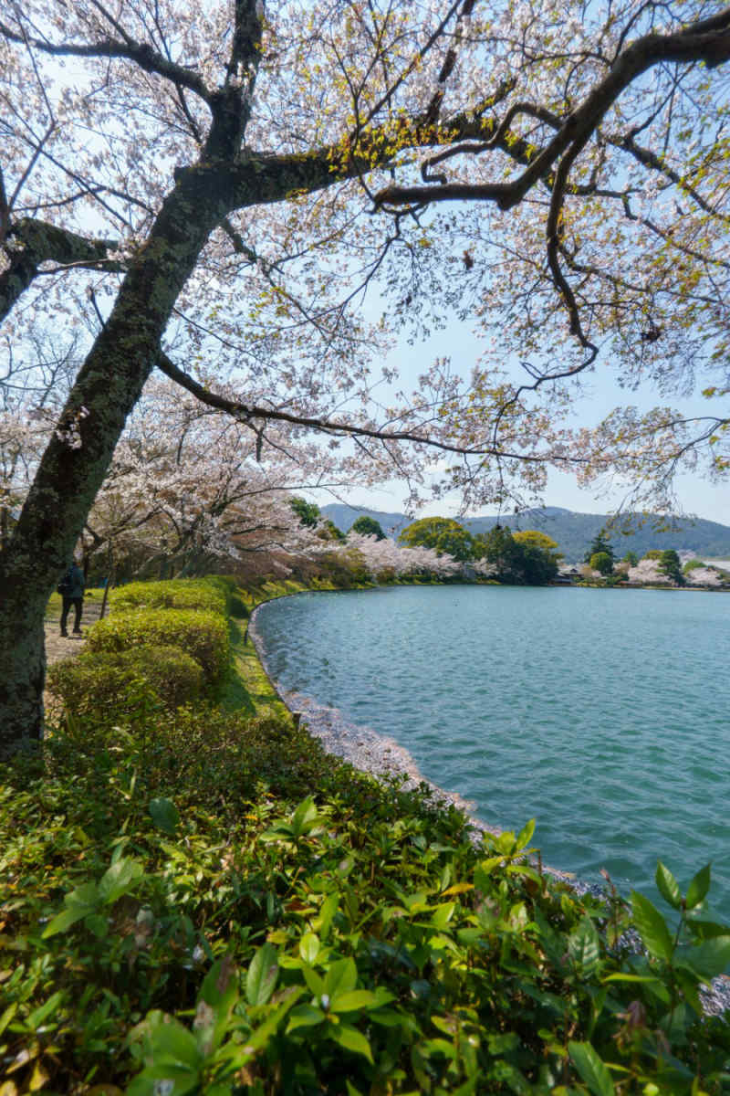 Wall Poster - Botanical Garden in Kyoto
