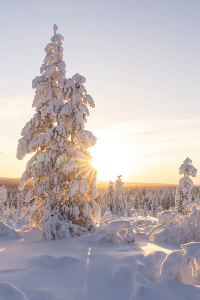 Wall Poster - Botanical Garden in Lapland