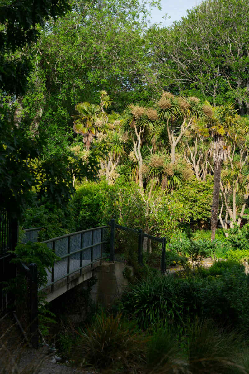 Wall Poster - Botanical Garden in New Zealand