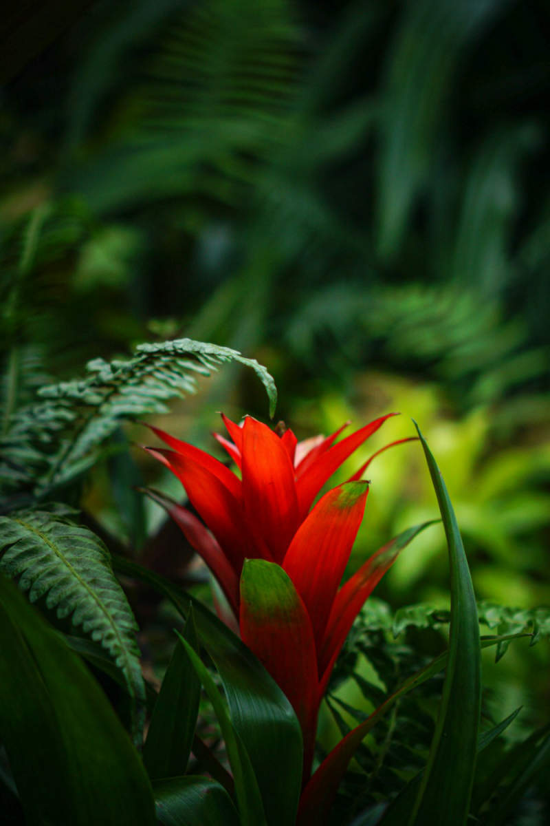 Wall Poster - Botanical Garden in the Amazon Rainforest