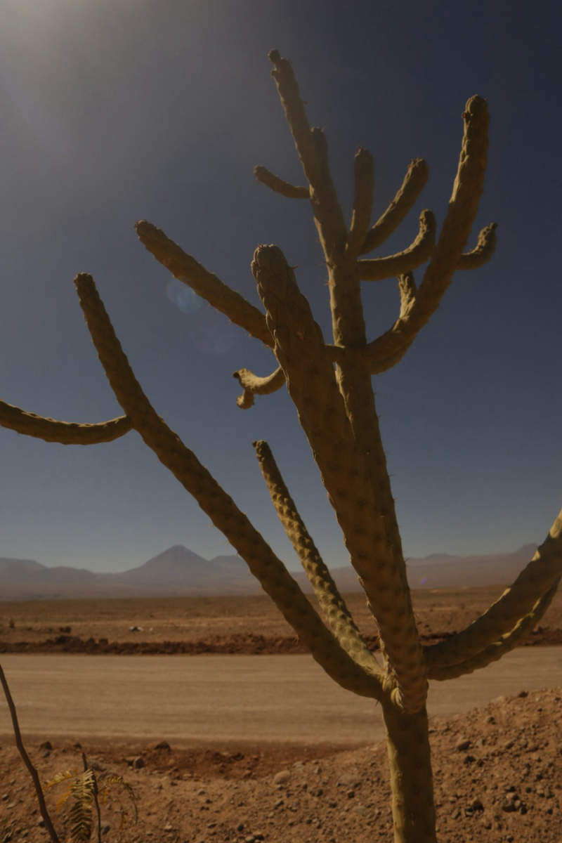 Wall Poster - Botanical Garden in the Atacama Desert