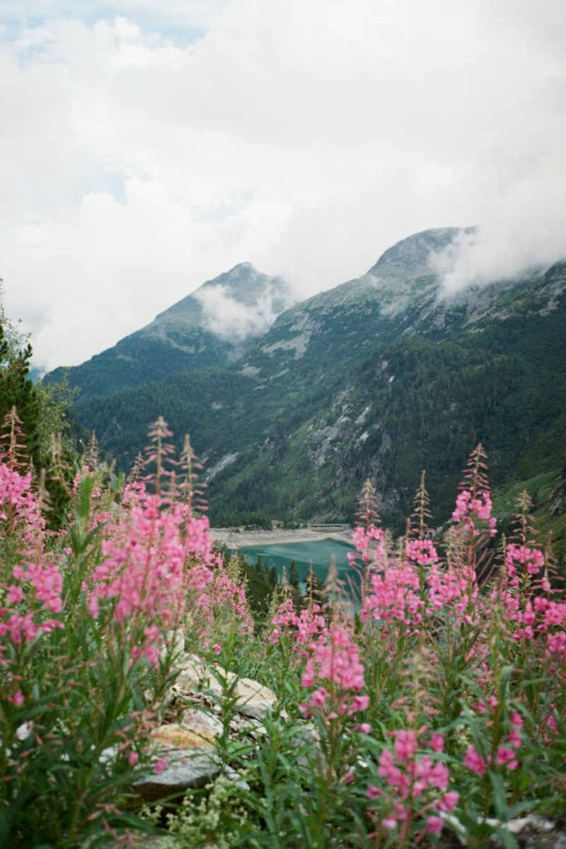Wall Poster - Botanical Garden in the Austrian Alps