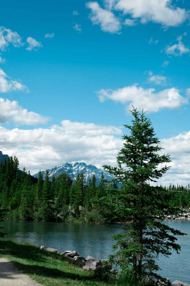 Wall Poster - Botanical Garden in the Canadian Rockies