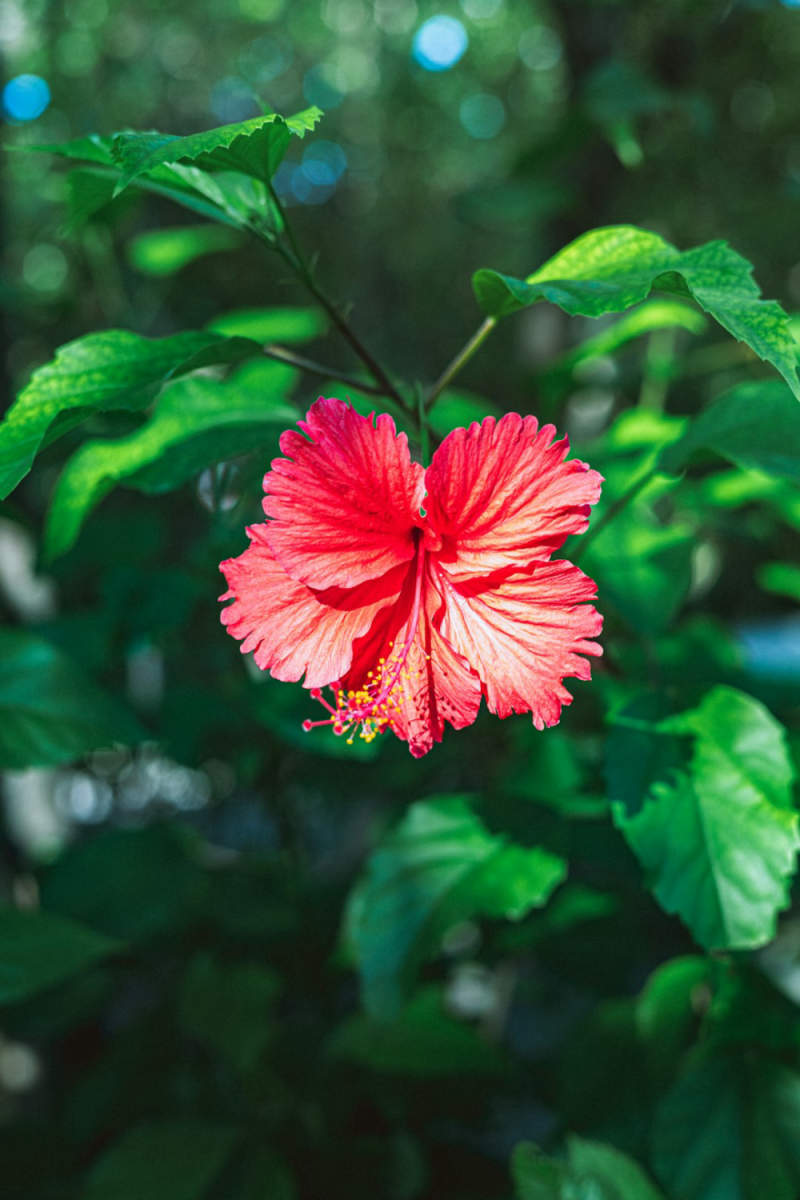 Wall Poster - Botanical Garden in the Maldives