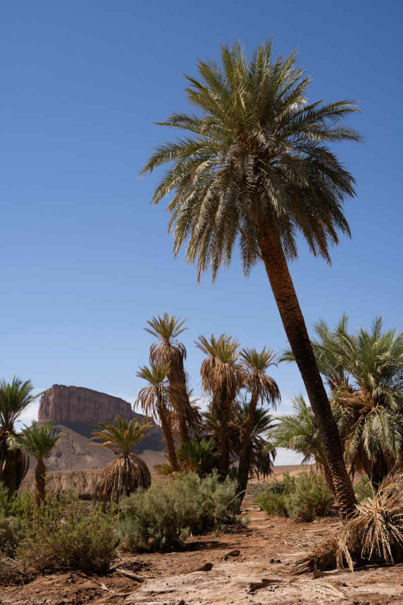 Wall Poster - Botanical Garden in the Sahara