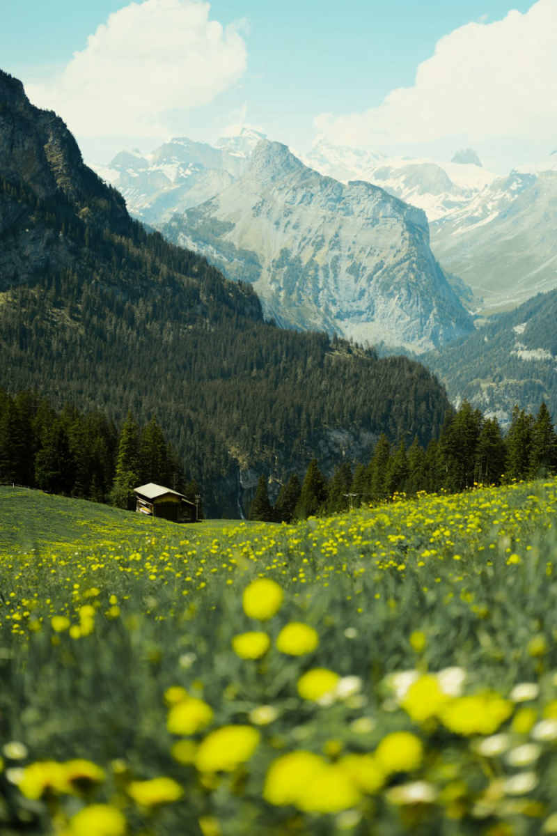 Wall Poster - Botanical Garden in the Swiss Alps