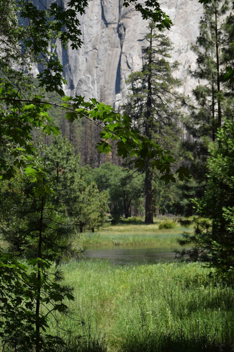 Wall Poster - Botanical Garden in Yosemite