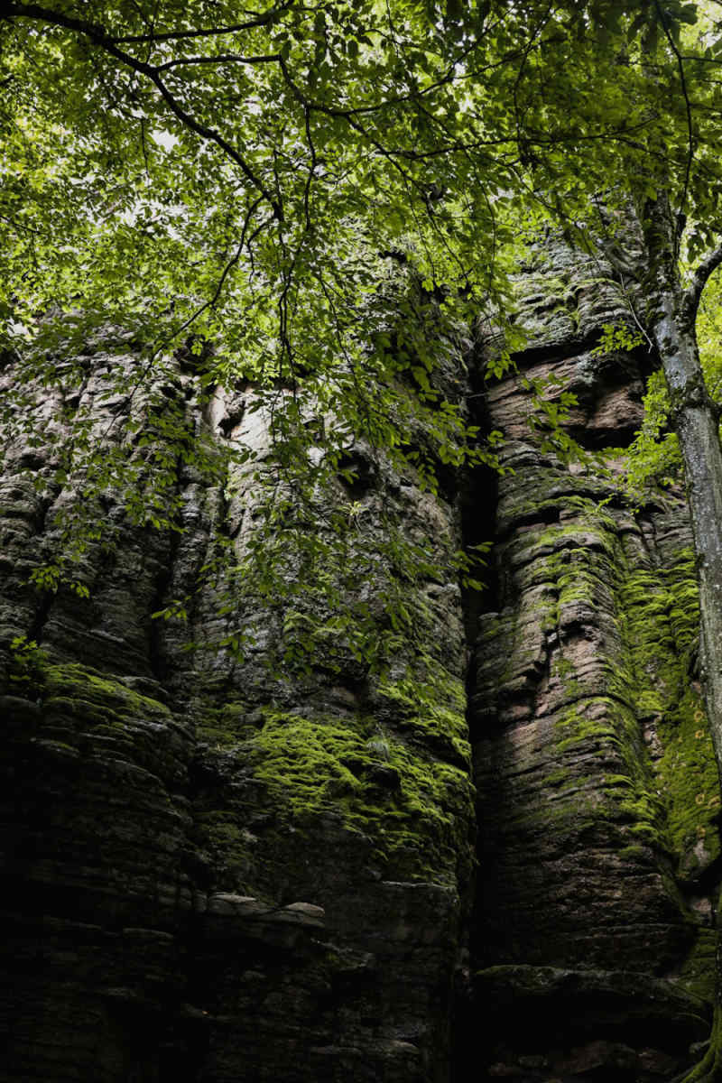 Wall Poster - Canyon in the Black Forest