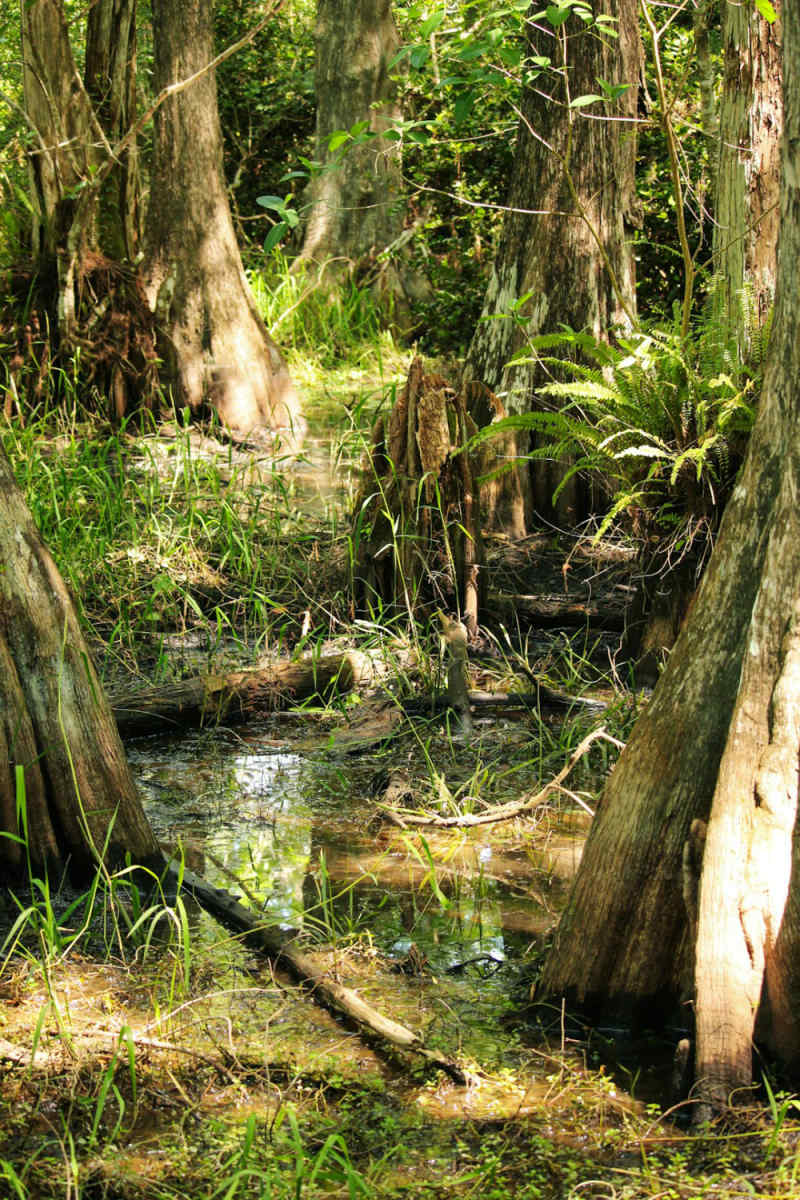 Wall Poster - Canyon in the Everglades