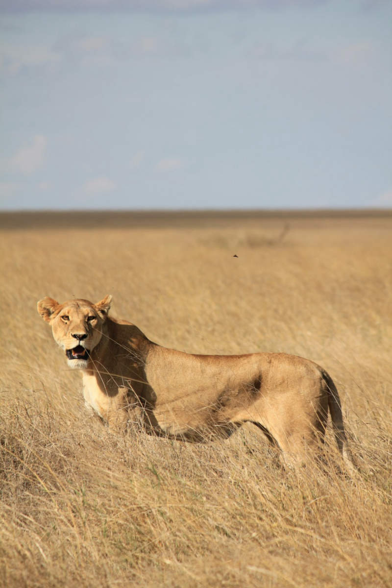 Wall Poster - Castle in the Serengeti