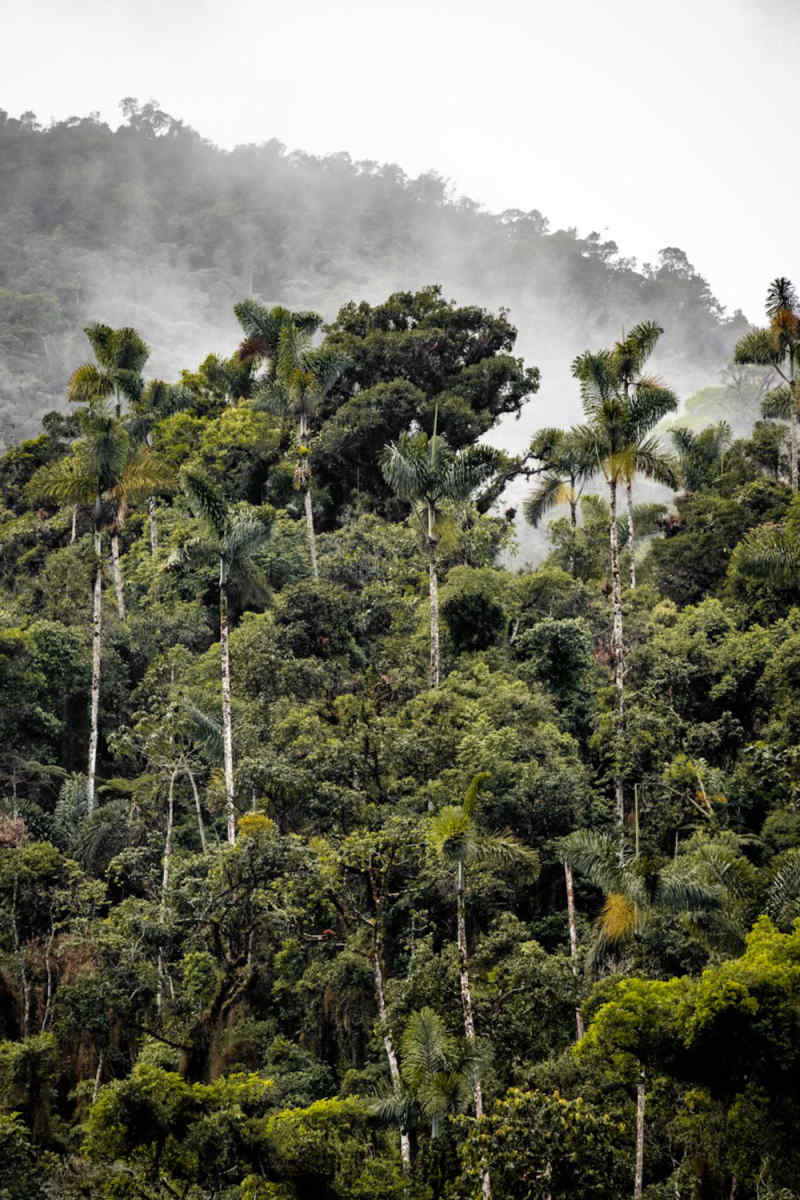 Wall Poster - Cathedral in the Amazon Rainforest
