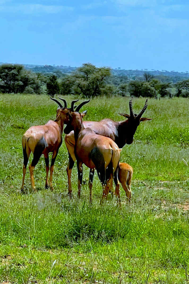 Wall Poster - Cathedral in the Serengeti