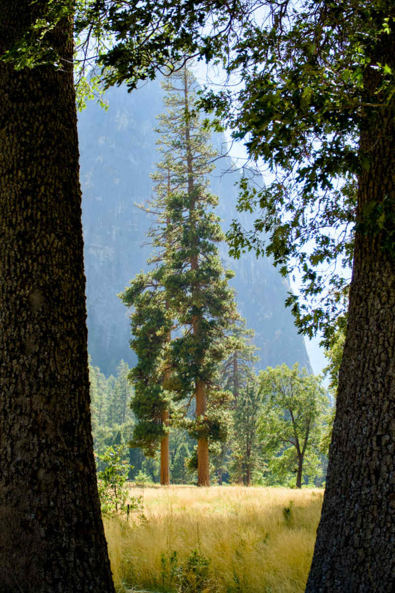 Wall Poster - Cathedral in Yosemite