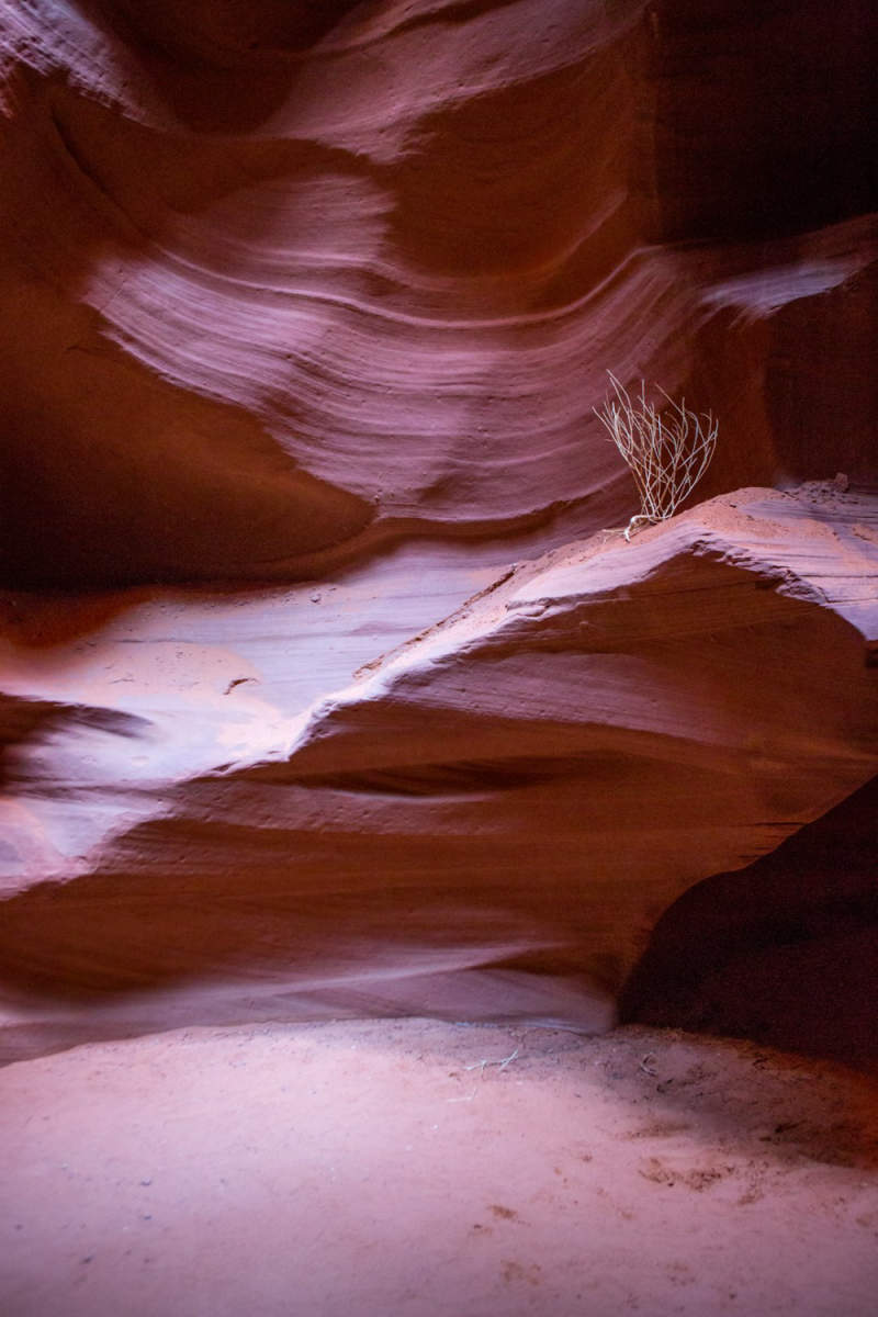 Wall Poster - Cherry Blossom Tree in Antelope Canyon