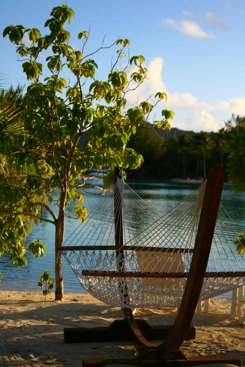Wall Poster - Cherry Blossom Tree in Bora Bora