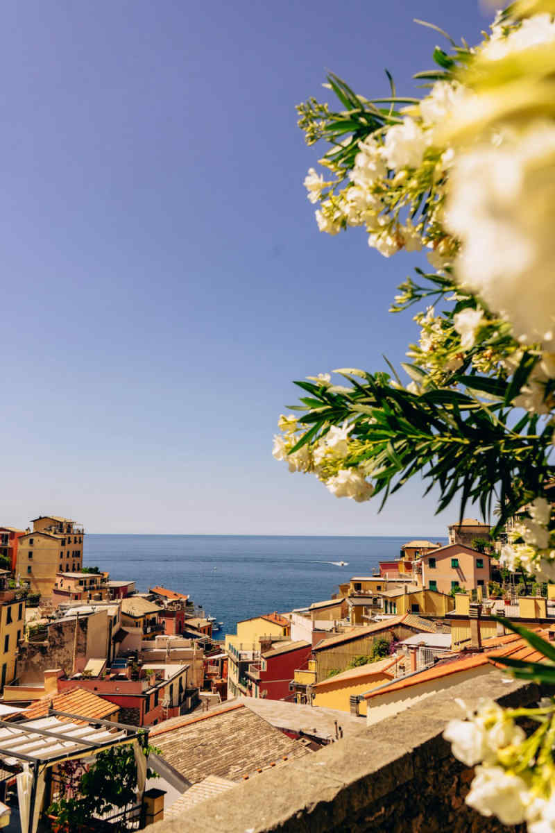 Wall Poster - Cherry Blossom Tree in Cinque Terre