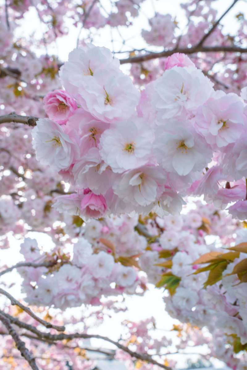 Wall Poster - Cherry Blossom Tree in Cornwall